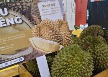 Sầu riêng đông lạnh chờ xuất chính ngạch sang Trung Quốc