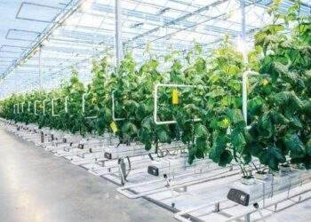 TP.HCM đặt mục tiêu nông nghiệp ứng dụng công nghệ cao chiếm từ 75 - 85%