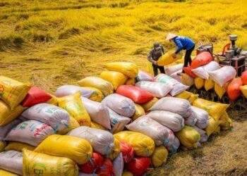 Xuất khẩu gạo cuối năm có nhiều biến động