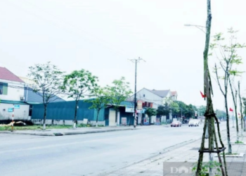 Cây xanh Công Minh đều đặn trúng thầu sát giá tại Bình Phước