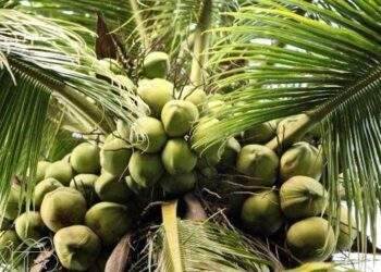 Bến Tre phát triển ngành dừa bền vững