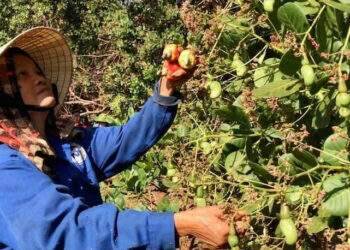Chi 2,3 tỷ USD nhập khẩu hạt điều, trong nước dân chặt điều trồng sầu riêng