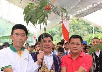 Đại gia xứ Quảng chi 129 triệu đồng mua chùm sâm Ngọc Linh ‘khủng’