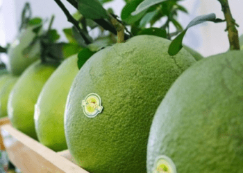 Hàn Quốc chính thức nhập quả bưởi của Việt Nam