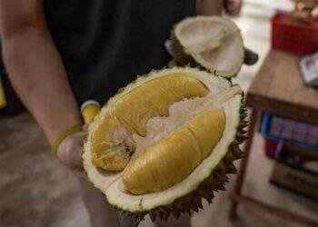 Malaysian Musang King durians fetch premium rate in China