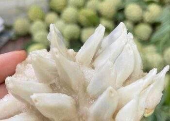 Na Việt Nam giá 250 nghìn/kg, nho Trung Quốc chỉ từ 20 nghìn đồng/kg