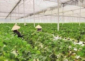 New policy promotes green banking development in Việt Nam