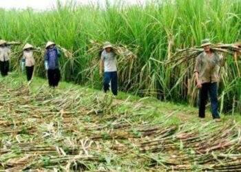 Ngành mía đường “bất lực” trước đường nhập lậu và đường siro ngô nhập khẩu