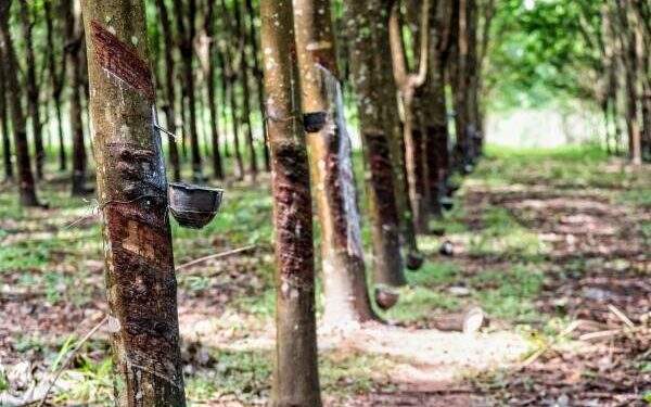 Rubber industry aims for quality and sound solutions