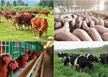 Sản xuất nông nghiệp đảm bảo đủ cho tiêu dùng trong nước và xuất khẩu