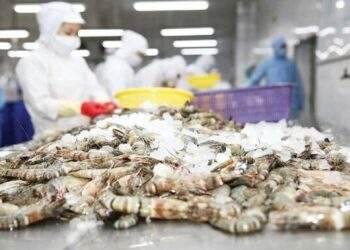 Vietnam ranks among top three global shrimp exporters