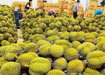 Xuất nhập khẩu rau quả tăng mạnh
