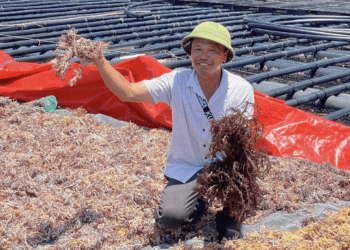 Bão ‘cuốn trôi’ 2.500 tỷ, nông dân có thể chuyển ngay sang trồng siêu thực phẩm