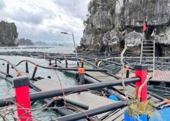 Gấp rút khôi phục sản xuất chăn nuôi và thuỷ sản sau thiên tai