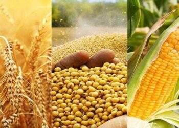 Ngành thức ăn chăn nuôi nhập siêu 2,65 tỷ USD