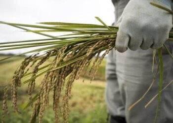 Nhật Bản thiếu gạo nghiêm trọng nhất nhiều thập kỷ