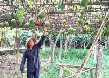 Nông dân ở Triệu Long, Quảng Trị thu nhập khá nhờ áp dụng tiến bộ khoa học kỹ thuật vào chăn nuôi, trồng trọt