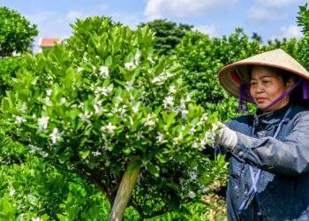 Nông dân vựa quất lớn nhất Nam Định nơm nớp lo lỡ vụ Tết