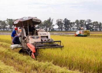 Rice exports top $3.8B in 8 months