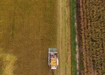 Thailand's rice export prices dip to 14-month low