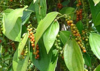 Vietnam pepper exports to top $1B in 2024