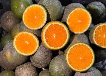 Cam sành rẻ hơn cốc trà đá; giá cau 'rơi tự do'