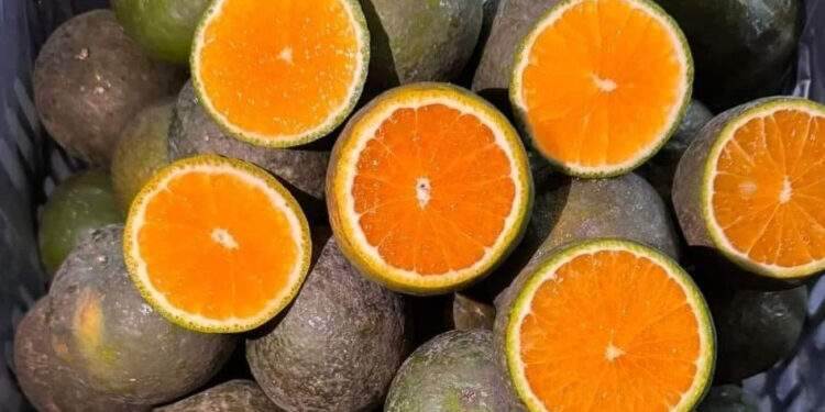 Cam sành rẻ hơn cốc trà đá; giá cau 'rơi tự do'