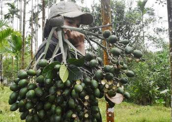 China doubles imports of Vietnam’s areca nuts