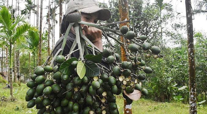 China doubles imports of Vietnam’s areca nuts
