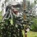 China doubles imports of Vietnam’s areca nuts