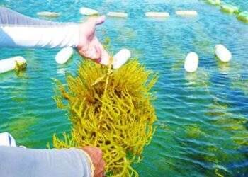 Doanh nghiệp hợp tác xây dựng chuỗi giá trị rong biển giá trị cao