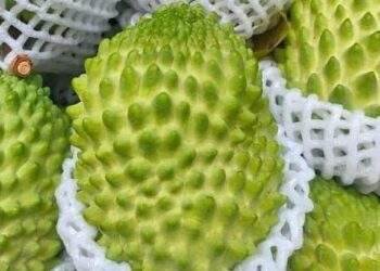 Durian custard apple prices halve as output soars