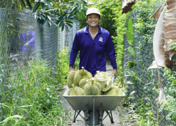 Durian drives fruit, vegetable exports to new record