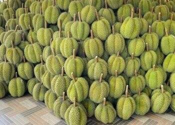Durian prices continue to rise on October 25