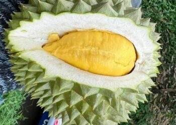 Durian prices double as harvest draws to a close