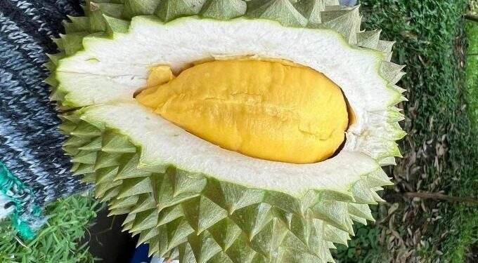 Durian prices double as harvest draws to a close
