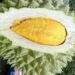 Durian prices double as harvest draws to a close