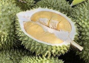 Durian prices increase - VnExpress International
