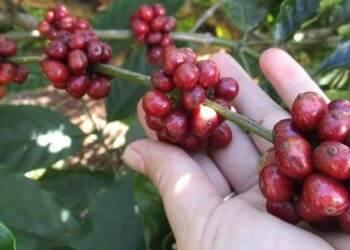 Giá cà phê vụ mới sẽ đi tới đâu?