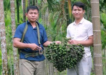 Giá cau cao kỷ lục, lão nông lắp chục 'mắt thần' phòng trộm