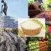 Hợp tác về sản phẩm Halal với Việt Nam là một trong những ưu tiên hàng đầu của Arab Saudi