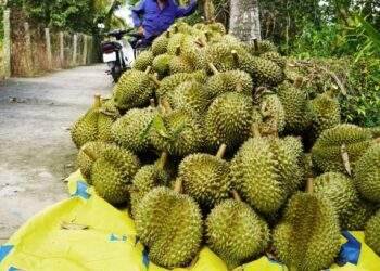 Monthong durian price inches up on October 26