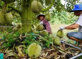 Neighbor's $20,000 durian harvest sparks quarrels in my family