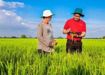 Ngân hàng cho vay tín chấp lên tới 3 tỷ đồng để phát triển 1 triệu héc ta lúa phát thải thấp