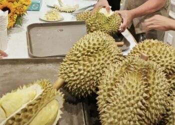 Nguồn thu đột biến từ sầu riêng chưa giúp công ty bầu Đức tăng doanh thu