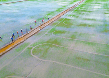 Nông dân xuất sắc sản xuất gạo hữu cơ