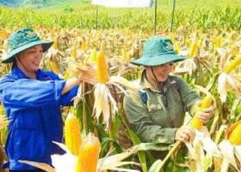 Phát triển công nghệ sinh học nông nghiệp tại Việt Nam vẫn tụt hậu so với thế giới