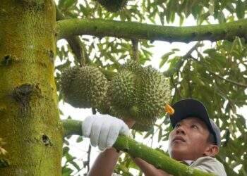 Quiz: How are durians harvested?