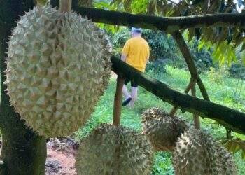 Quiz: How long does it take for durian to start bearing fruit?