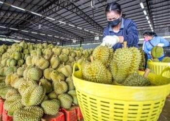 Quiz: Which is Thailand's most famous durian variety?